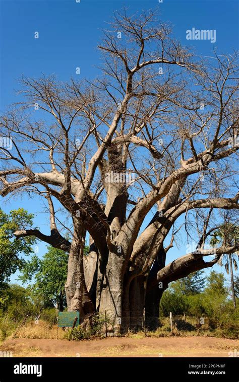 The Big Tree Baobab Baobab Zimbabwe Stock Photo Alamy