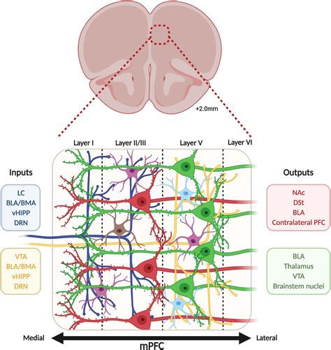 Frontiers Functional Contribution Of The Medial Prefrontal Circuitry