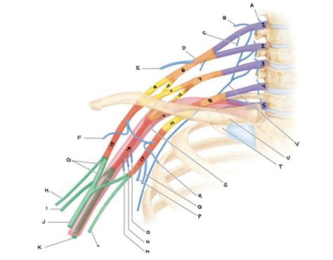 Module 8 Brachial Plexus Flashcards Quizlet