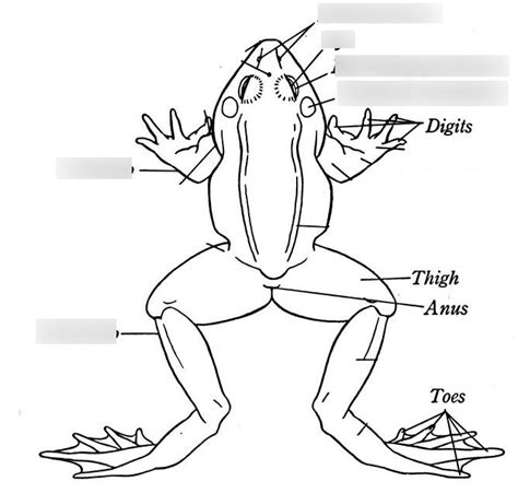 External Frog Anatomy Diagram Quizlet