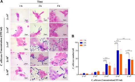 Frontiers Berberine Inhibits The Adhesion Of Candida Albicans To