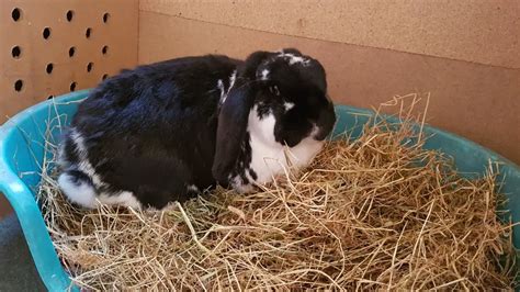Choosing The Perfect Litter Box For Your Guinea Pig A Comprehensive Guide