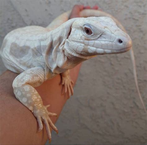 Blue Albino White Tegu Animals Cute Animals Animals And Pets