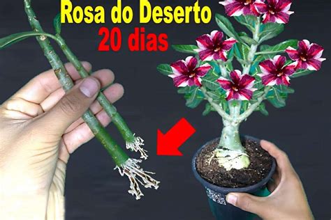 Se você gosta dessas lindas flores aprenda agora mesmo como fazer muda