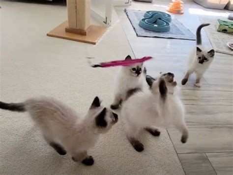 Ces chatons Balinais Traditionnel jouent avec un plumeau vidéo