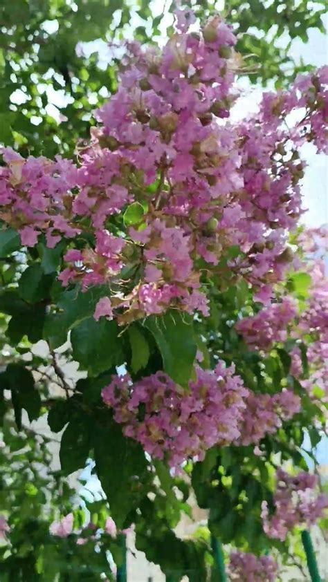 индийская сирень - YouTube