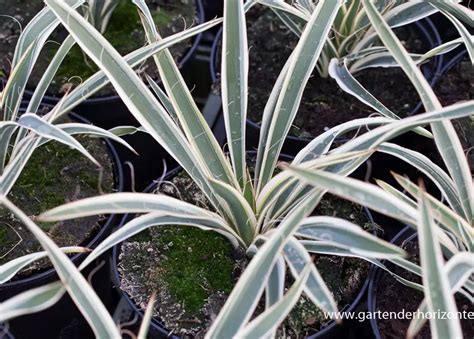 Palmlilie Ivory Tower Yucca Filamentosa Ivory Tower