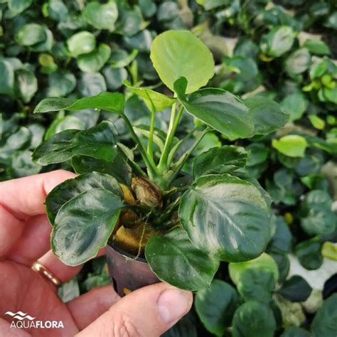 Anubias Barteri Var Nana Coin Pe Aquarium Crystal