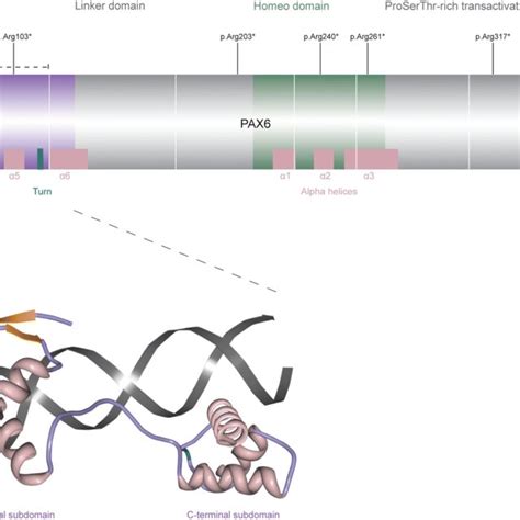 A Protein Bar Showing The Canonical 422 Amino Acid Human Pax6 Protein