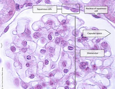 Tissues Epithelium Flashcards Quizlet