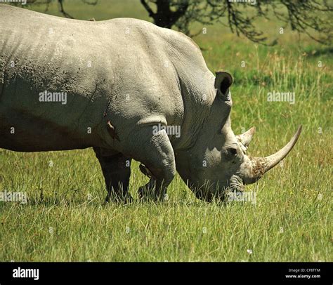 Symbiotic Relationship Hi Res Stock Photography And Images Alamy