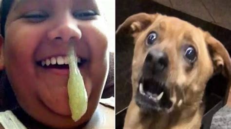 These Pets Will Make You 100 Laugh Youtube