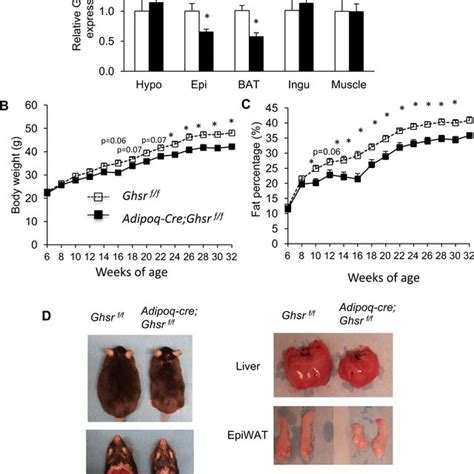 Adipose Tissue Specific Ghs R Deletion Modulated Angiogenesis And