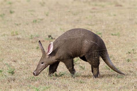 Aardvark Orycteropus Afer Masai Mara Game Reserve Kenya Stock