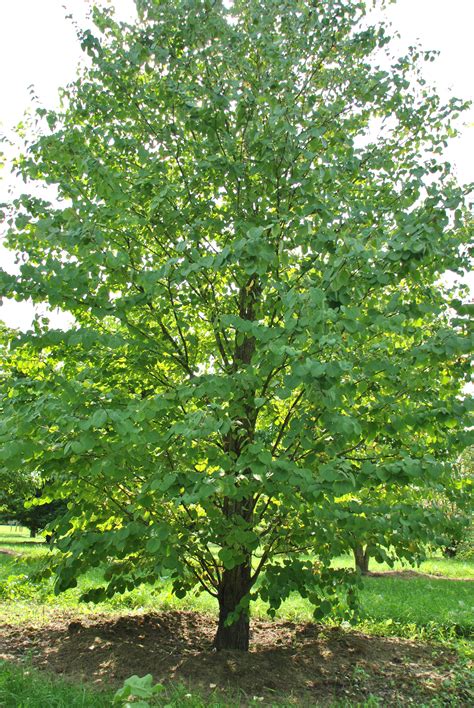 Cercidiphyllum Japonicum Katsurabaum Kuchenbaum Van Den Berk