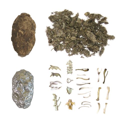 Owl Pellets Dissection Kit