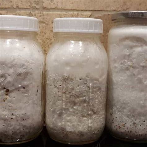 How to Grow Mushrooms from Spores. | EZMushroom