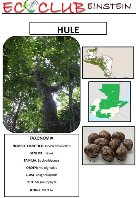 Arboles De La Vertiente Del Pac Fico Hule Hevea Brasiliensis