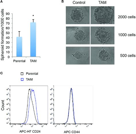 A Mammosphere Formation Efficiency Of Mcf Cells Exposed To