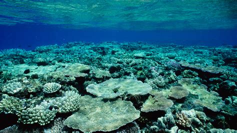 Great Barrier Reef Hidden Habitats Bbc America