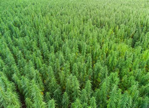 Premium Photo | Aerial view of large cannabis marijuana fields at sunset