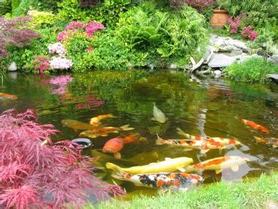 Plants for Koi Ponds | LoveToKnow