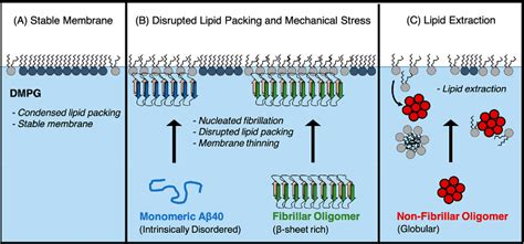 Figure From Fibrillar And Non Fibrillar Amyloid Beta Structures