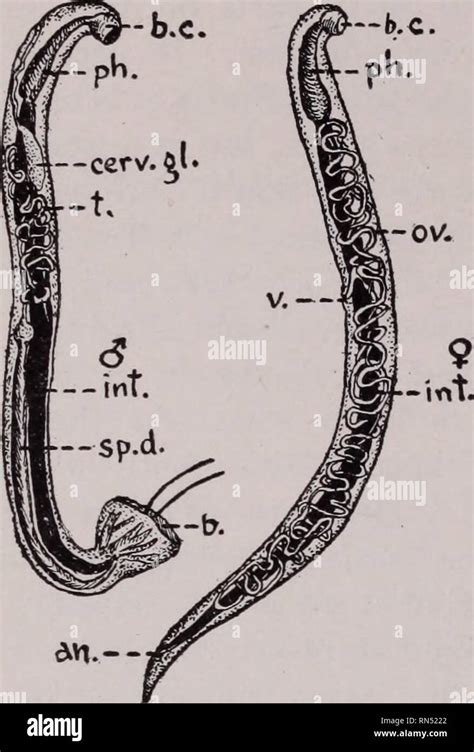 What Color Are Hookworms In Humans - azgardfinance