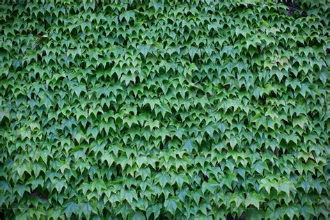 wall covered in green ivy 17622877 Stock Photo at Vecteezy