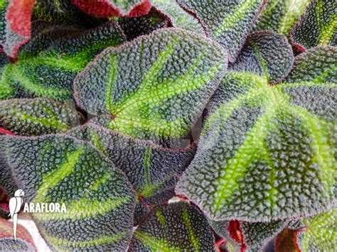 Araflora Exotic Flora And Mehr Begonia Soli Mutata