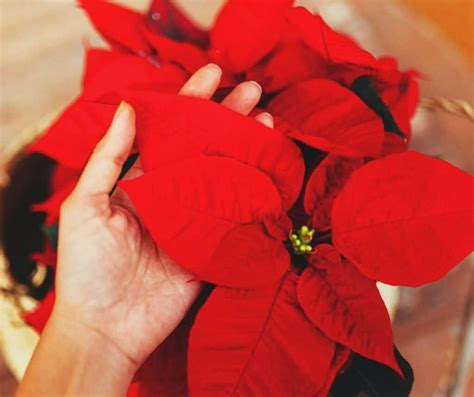 Les Secrets Pour Faire Refleurir Votre étoile De Noël Et La Garder