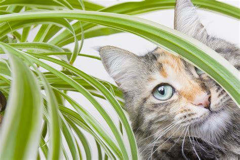 32 Plantas Seguras Para Gatos Nombres Y Fotos