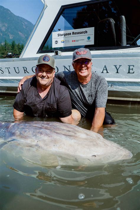 Largest White Sturgeon Ever Recorded On The Fraser River — Sturgeon Slayers