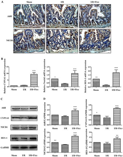 Ficz Activates The Epithelial Ahr Notch Signaling Pathway Following