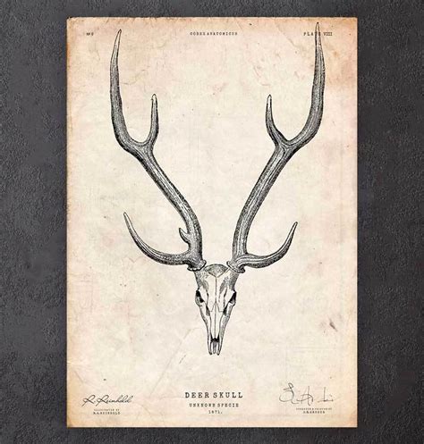 Deer Skull Poster Codex Anatomicus