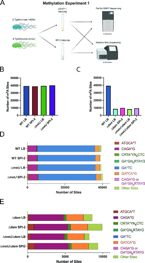 Genome Wide Analysis Of M 6 A Dna Methylation Under Various Conditions