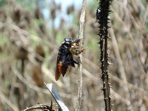 Secretos Del Moscardón Cazador De Abejas Nexciencia Exactas Uba Ar