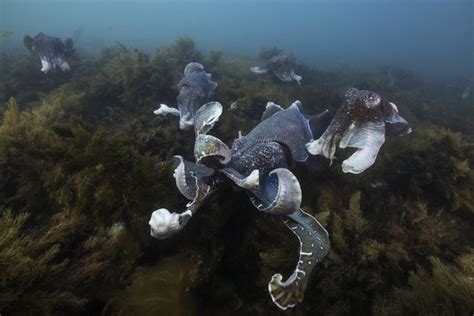 "Giant Cuttlefish" Images – Browse 83 Stock Photos, Vectors, and Video | Adobe Stock