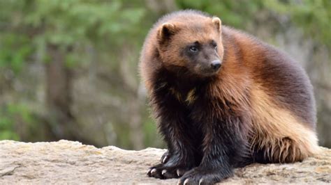 Top 157+ What does a wolverine animal look like - Merkantilaklubben.org