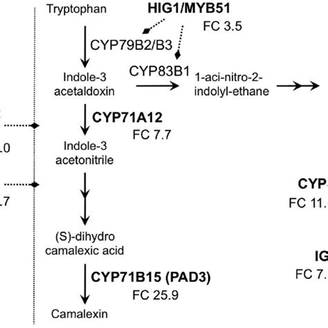 Schematic Representation Of The Camalexin And Indolic Glucosinolate