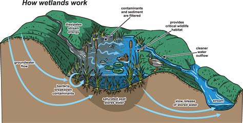 Reject the Draft Wetland Rules 2016 that are designed to destroy wetlands | Conservation India