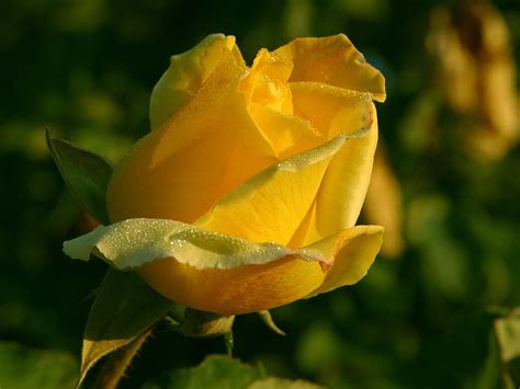 Yellow Rose Flowers - Flower HD Wallpapers, Images, PIctures, Tattoos ...