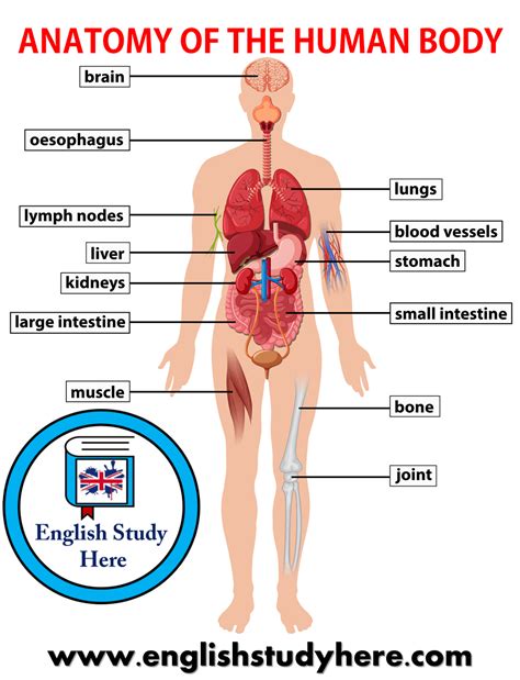 Human Body Parts Name With Picture In English