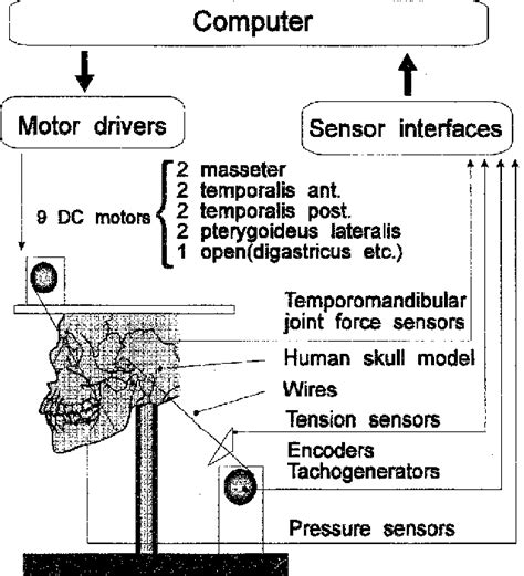 Figure From Development Of A Mastication Robot Using Nonlinear