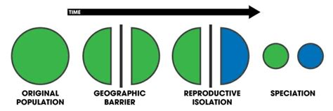 Difference between Allopatric and Sympatric Speciation