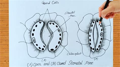 How To Draw Open And Close Stomata Stomata Drawing Easily Amazing