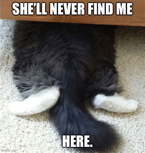 Cat Hiding Imgflip