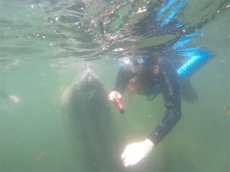 Snorkeling with Manatees in Crystal River | Snorkeling in Florida