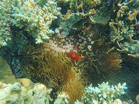 Snorkeling in Pulau Sapi, Tunku Abdul Rahman Marine Park | Snorkeling Sabah