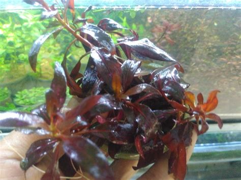 Jual Tanaman Aquascape Ludwigia Glandulosa Di Lapak Rg Fish Bukalapak